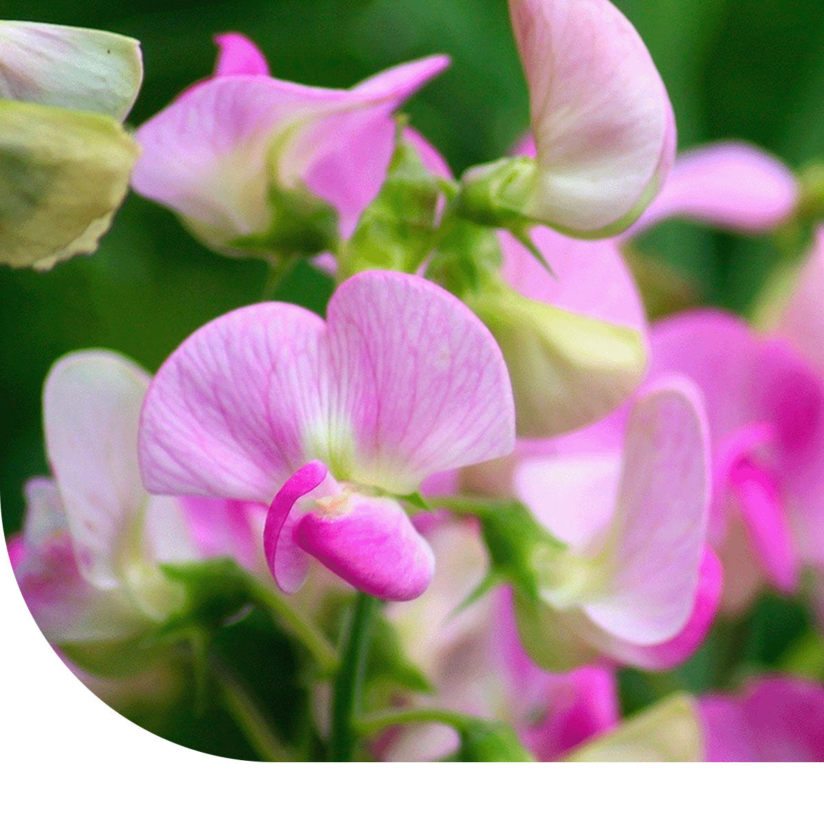 MRS Seeds & Mixtures Reukerwt 'Cupid Rose' gemengd