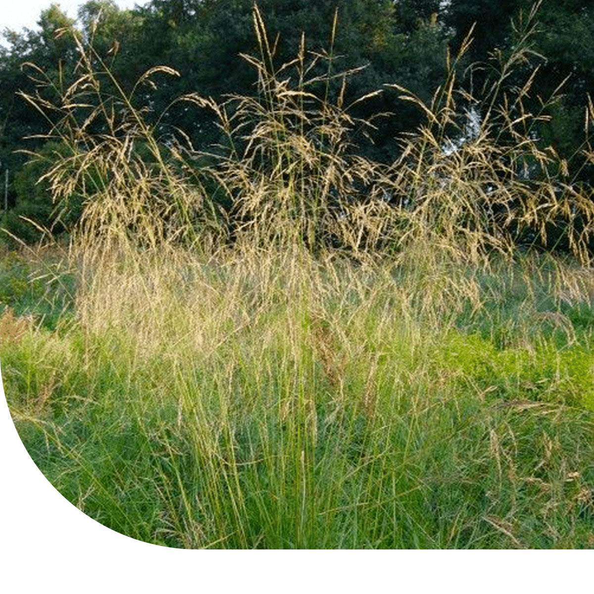 MRS Seeds & Mixtures Ruwe smele - Deschampsia cespitosa