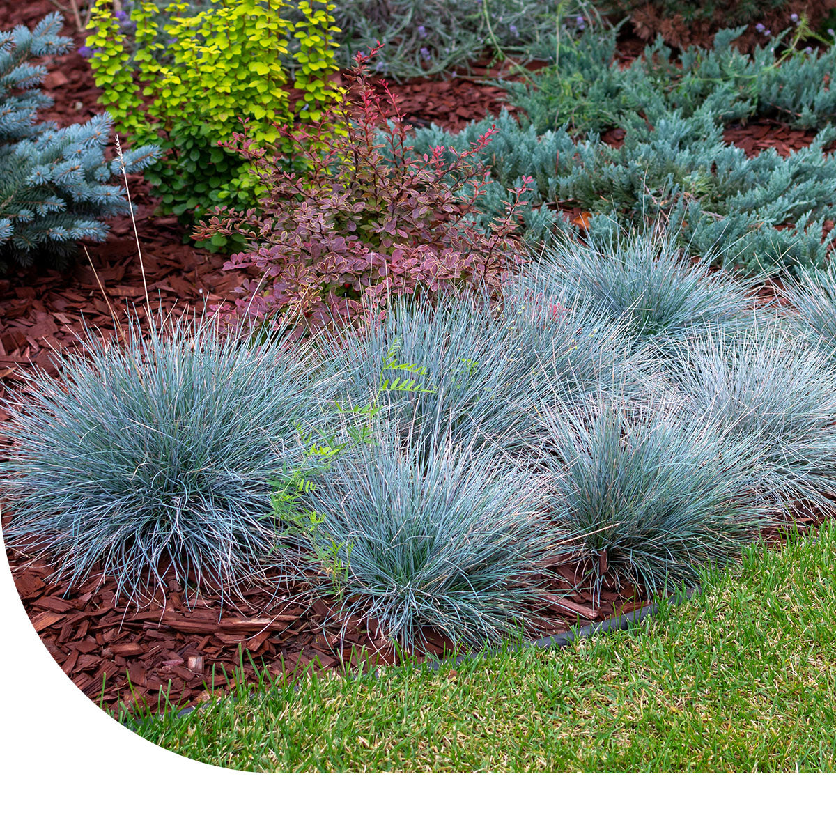 MRS Seeds & Mixtures Schapengras - Festuca ovina cinerea