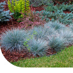 MRS Seeds & Mixtures Schapengras - Festuca ovina cinerea
