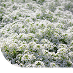 MRS Seeds & Mixtures Schildzaad 'Sneeuwtapijt' - Alyssum Lobularia