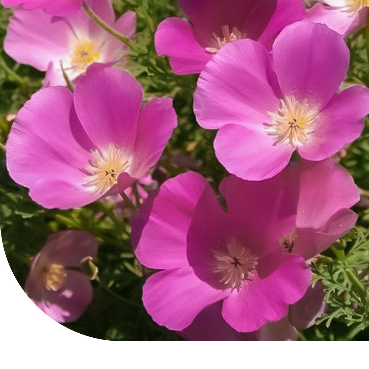 MRS Seeds & Mixtures Slaapmutsje - Eschscholzia californica