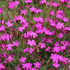 MRS Seeds & Mixtures Steenanjer – Dianthus deltoides