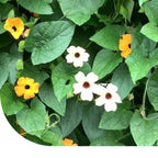 MRS Seeds & Mixtures Suzanne-met-de-mooie-ogen (gemengd) - Thunbergia alata