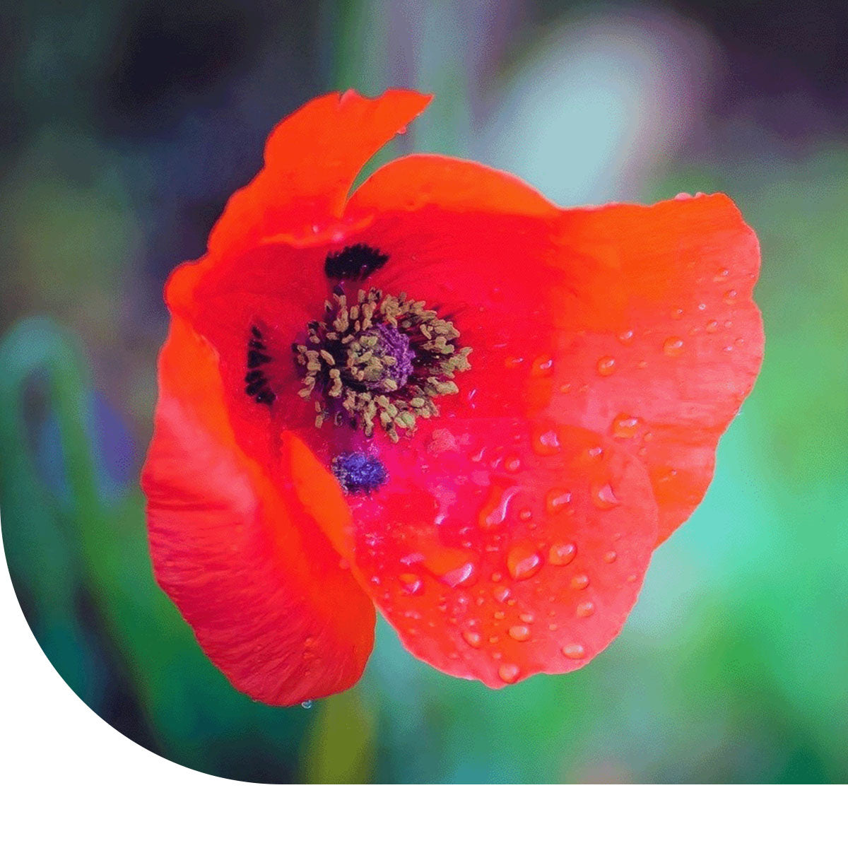 MRS Seeds & Mixtures Tulppapaver Klaproos - Papaver glaucum