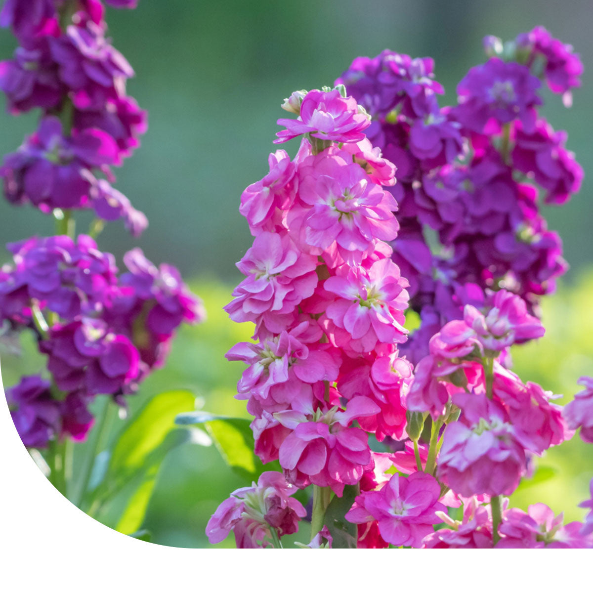 MRS Seeds & Mixtures Violier (gemengd) - Matthiola incana