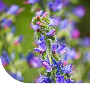 MRS Seeds & Mixtures Vipérine commune - Echium vulgare [fr]