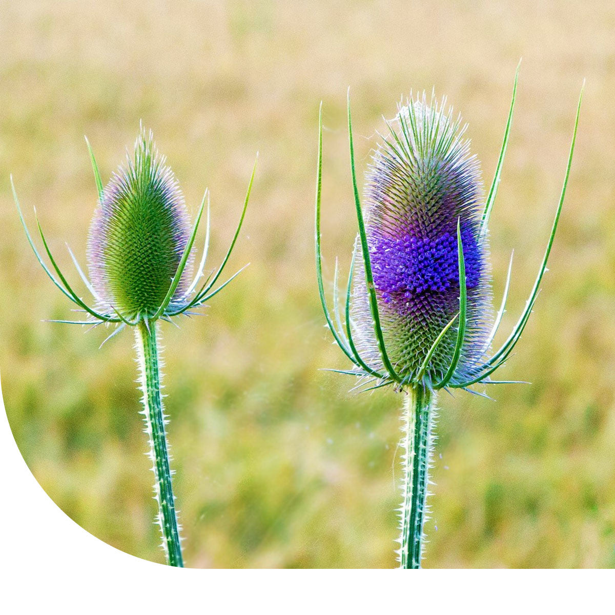 MRS Seeds & Mixtures Weverskaarde  'Dipsacus sativus'