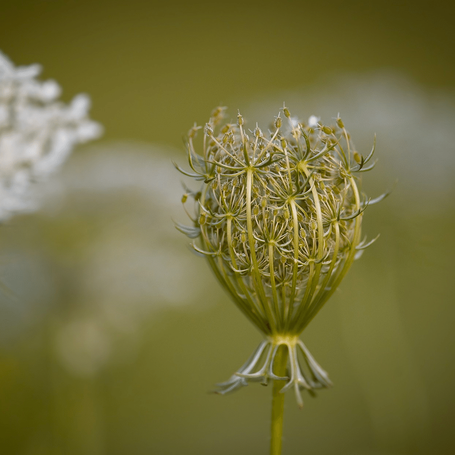 MRS Seeds & Mixtures Wilde peen - Daucus carota