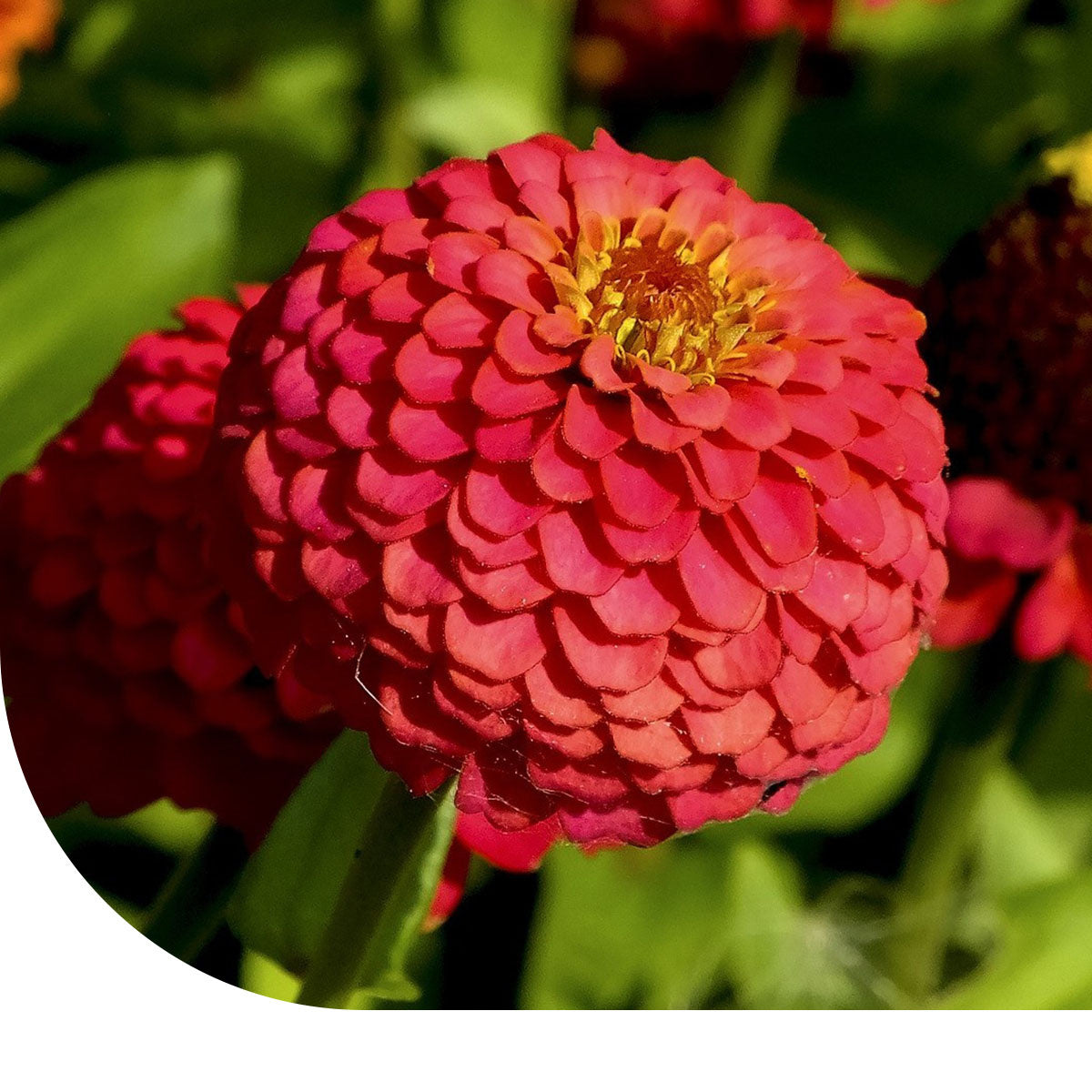 MRS Seeds & Mixtures Zinnia - Dahliabloemig (gemengd) - Zinnia elegans