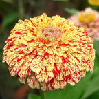 MRS Seeds & Mixtures Zinnia elegans - Peppermint Stick