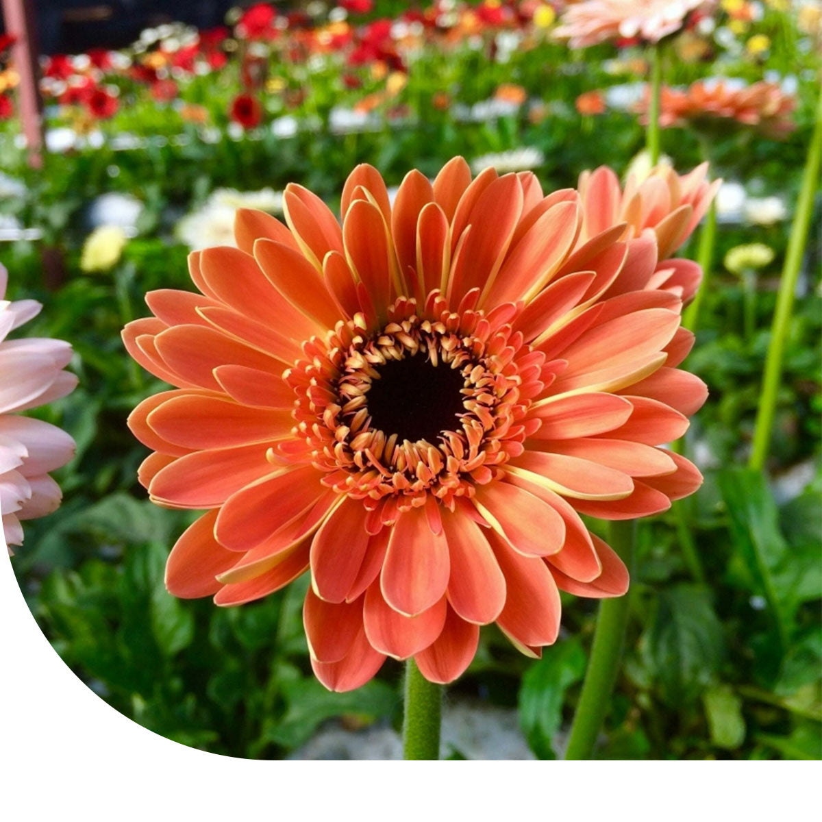 MRS Seeds & Mixtures Zinnia elegans - Salmon Queen