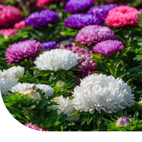 MRS Seeds & Mixtures Zomeraster 'Amerikaanse struik' - gemengd
