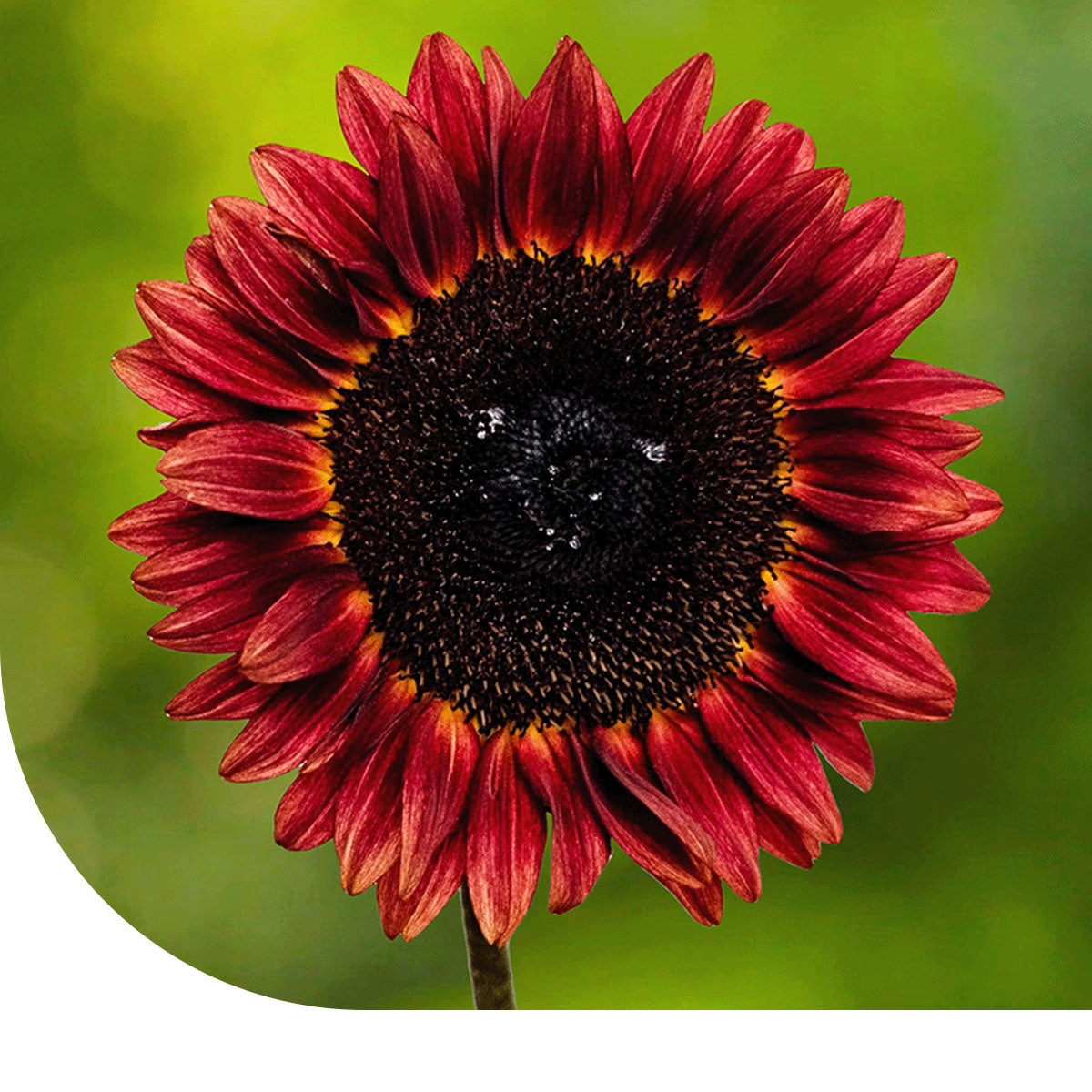 MRS Seeds & Mixtures Zonnebloem "Avondzon"