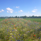Ten Have Functionele Agro Biodiversiteit (FAB) mengsel